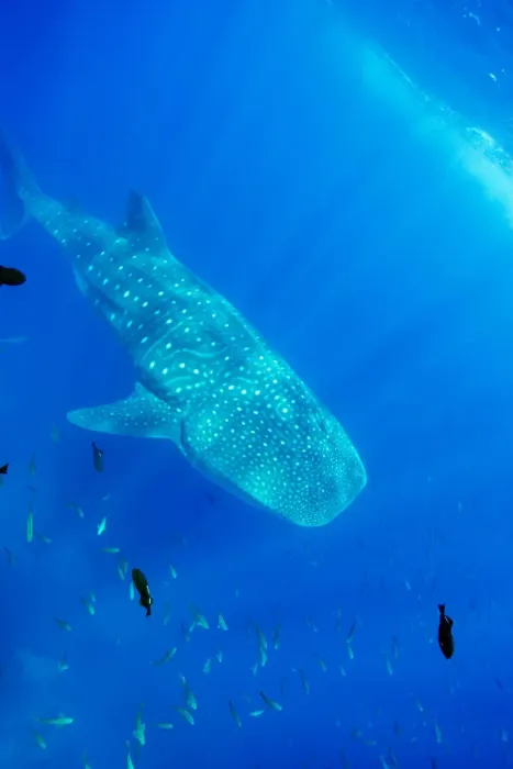 Framed Print : Ecuador, Galapagos Islands National Park, Whale Shark (Rhincodon typus) Framed Print : Ecuador, Galapagos Islands National Park, Whale Shark (Rhincodon typus)