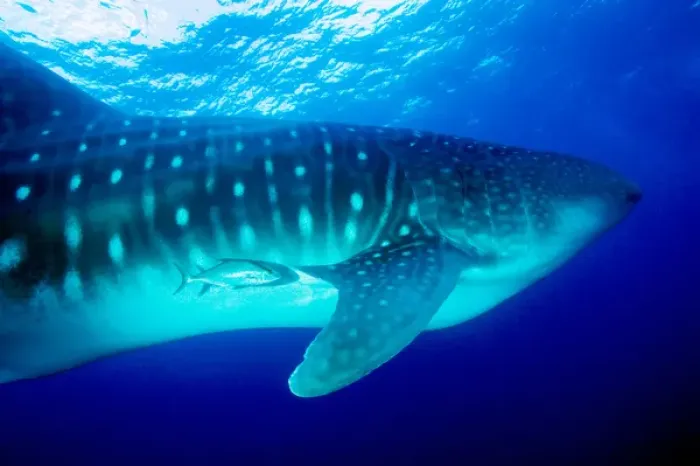 Framed Print : Ecuador, Galapagos Islands National Park, Whale Shark (Rhincodon typus) Framed Print : Ecuador, Galapagos Islands National Park, Whale Shark (Rhincodon typus)