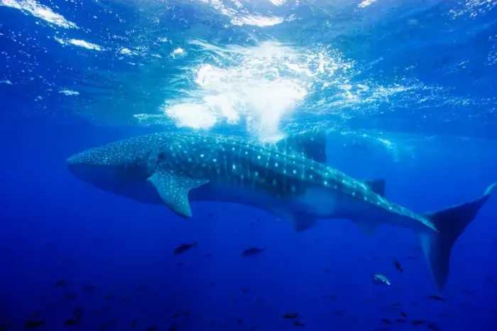 Framed Print : Ecuador, Galapagos Islands National Park, Whale Shark (Rhincodon typus) Framed Print : Ecuador, Galapagos Islands National Park, Whale Shark (Rhincodon typus)