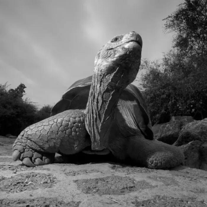 Framed Print : Ecuador, Galapagos Islands National Park, Santa Cruz Island, Puerto Ayora, Flash