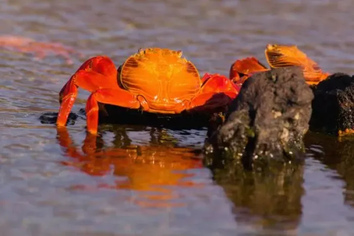 Framed Print : Ecuador, Galapagos Islands National Park, Puerto Egas, Sally Lightfoot Crabs (Grapsus Framed Print : Ecuador, Galapagos Islands National Park, Puerto Egas, Sally Lightfoot Crabs (Grapsus