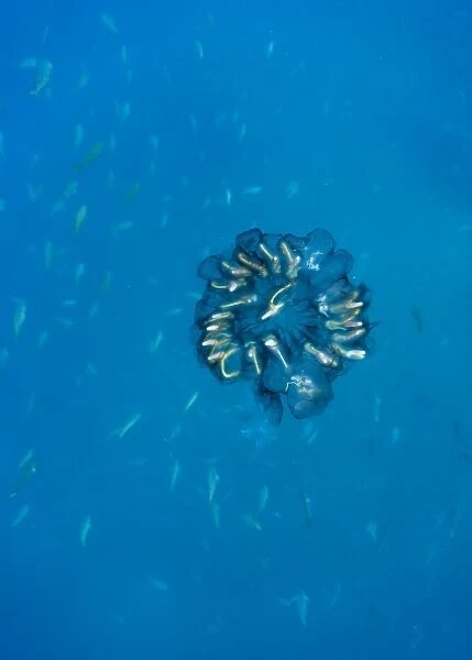 Ecuador, Galapagos Islands National Park, Cousins Rock, Underwater view of Jellyfish