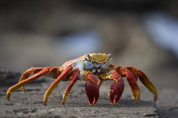 Ecuador, Galapagos Islands National Park, Isabella Island, Sally Lightfoot Crab