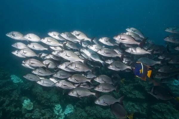 Ecuador, Galapagos Islands National Park, Isabella Island, Underwater view from schooling