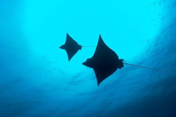 Ecuador, Galapagos Islands National Park, Wolf Island, Underwater view of Spotted Eagle Rays