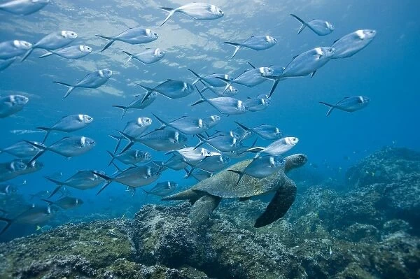 Ecuador, Galapagos Islands National Park, Wolf Island, Underwater view of Pacific Sea Turtle