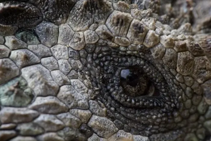 Framed Print : Ecuador, Galapagos Islands National Park, Santa Cruz Island, Puerto Ayora, Detail of Marine Iguana