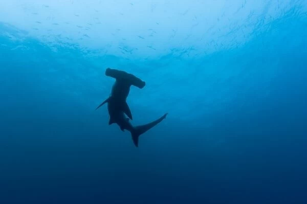 Ecuador, Galapagos Islands National Park, Underwater view of Hammerhead Shark (Sphyrna