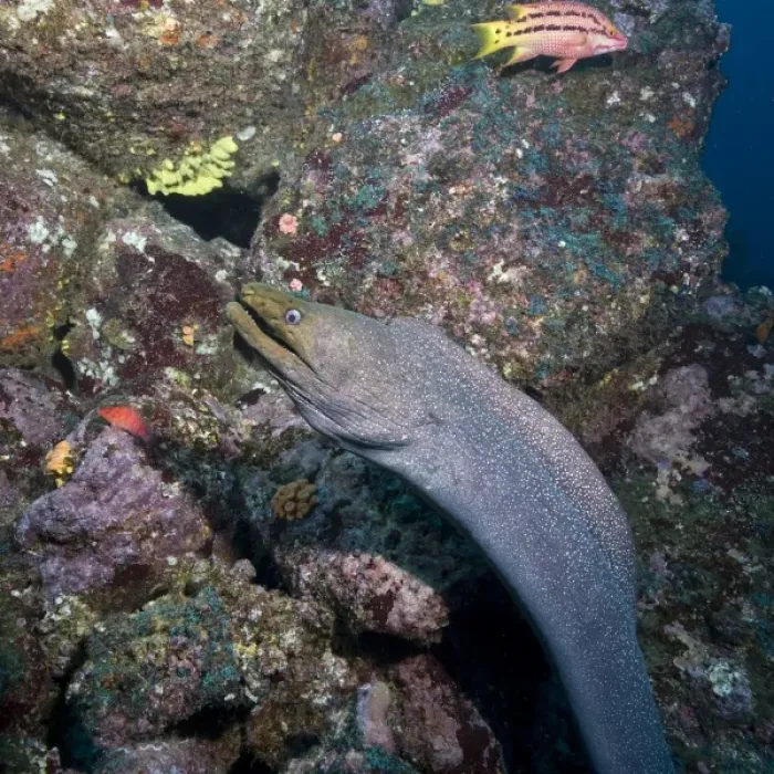Framed Print : Ecuador, Galapagos Islands National Park, Wolf Island, Underwater view of Spotted Moray Eel Framed Print : Ecuador, Galapagos Islands National Park, Wolf Island, Underwater view of Spotted Moray Eel