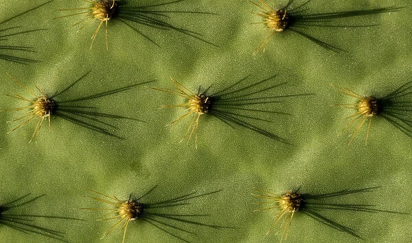 Ecuador, Galapagos Islands. Opuntia cactus quill details and shadows
