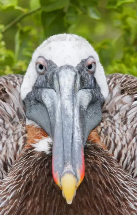Framed Print : Ecuador, Galapagos Islands, Rabida. Brown pelican on nest staring ahead. Credit as
