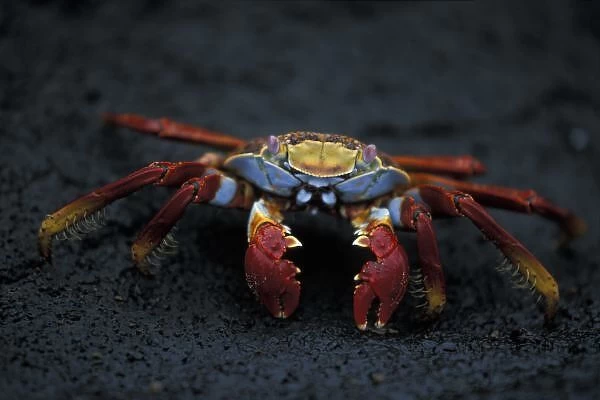 Ecuador, Galapagos Islands, Sally Lightfoot Crab (Graspus graspus) scuttles across