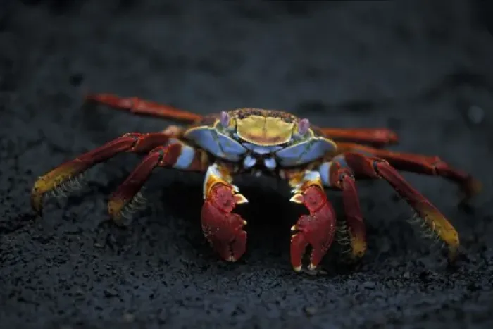 Framed Print : Ecuador, Galapagos Islands, Sally Lightfoot Crab (Graspus graspus) scuttles across Framed Print : Ecuador, Galapagos Islands, Sally Lightfoot Crab (Graspus graspus) scuttles across