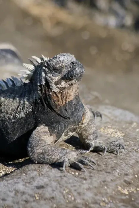 Framed Print : Ecuador, Galapagos Islands, Santiago Island, James Island, Port Egas. Marine Iguana Framed Print : Ecuador, Galapagos Islands, Santiago Island, James Island, Port Egas. Marine Iguana