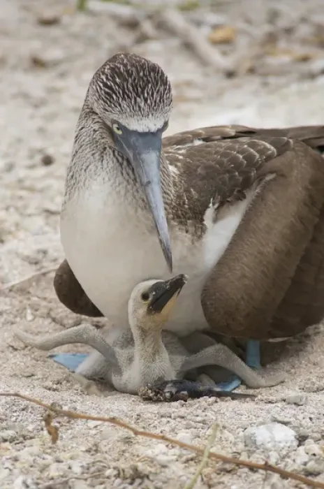 Framed Print : Ecuador, Galapagos, Lobos Island. Nesting Blue-footed Booby (WILD: Sula nebouxii