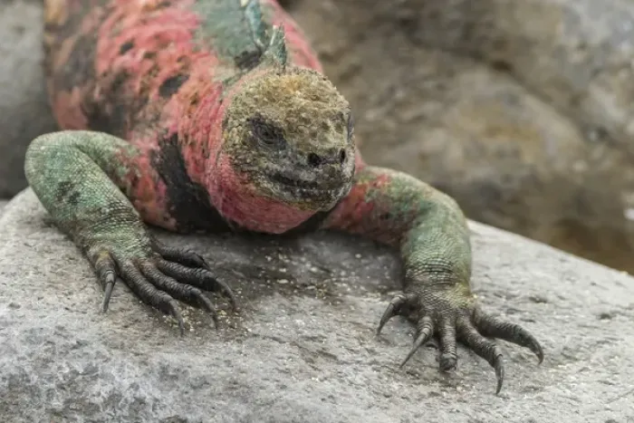 Framed Print : Ecuador, Galapagos National Park. Marine iguana on rock Framed Print : Ecuador, Galapagos National Park. Marine iguana on rock