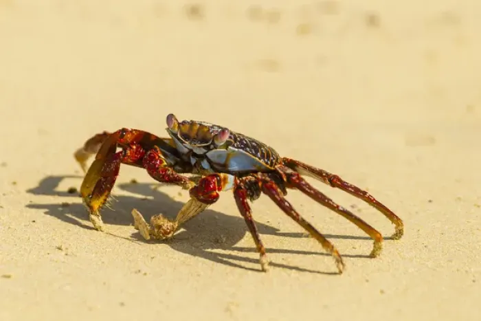 Framed Print : Ecuador, Galapagos National Park. Sally lightfoot crab on beach Framed Print : Ecuador, Galapagos National Park. Sally lightfoot crab on beach