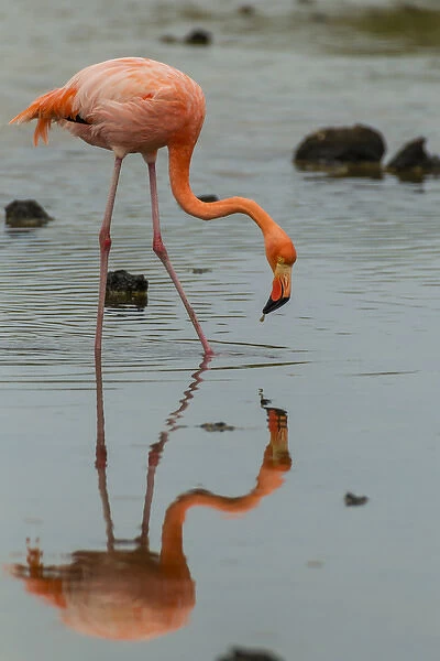 Ecuador, Galapagos National Park. Wading greater flamingo