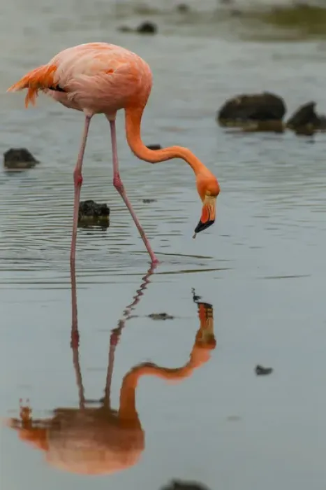 Framed Print : Ecuador, Galapagos National Park. Wading greater flamingo Framed Print : Ecuador, Galapagos National Park. Wading greater flamingo