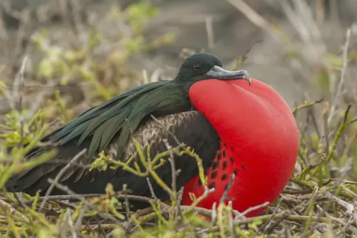 Framed Print : Ecuador, Galapagos National Park. Male great frigatebird displaying Framed Print : Ecuador, Galapagos National Park. Male great frigatebird displaying