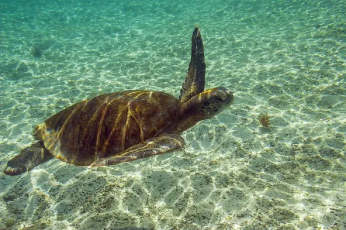 Framed Print : Ecuador, Galapagos National Park. Green sea turtle underwater
