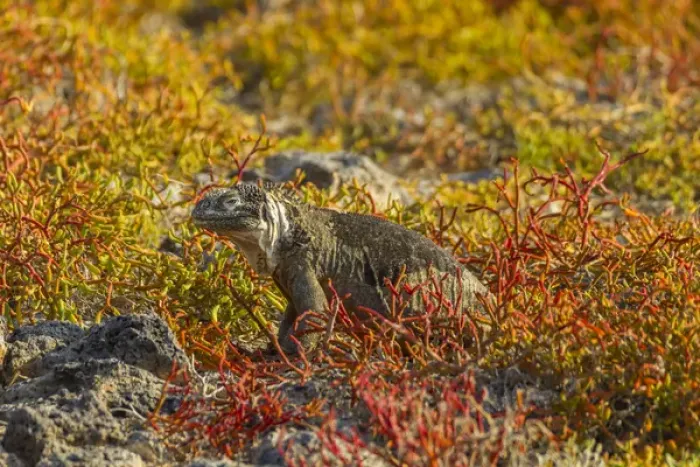 Framed Print : Ecuador, Galapagos National Park. Land iguana in colorful vegetation Framed Print : Ecuador, Galapagos National Park. Land iguana in colorful vegetation