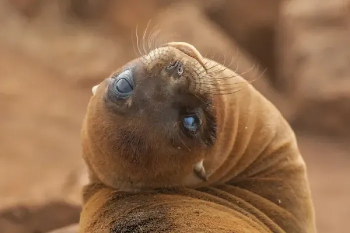Framed Print : Ecuador, Galapagos National Park. Sea lion close-up Framed Print : Ecuador, Galapagos National Park. Sea lion close-up