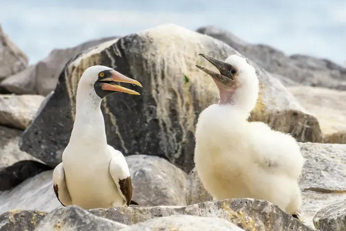 Framed Print : Ecuador, Galapagos National Park, Espanola Island. Nazca booby adult and chick Framed Print : Ecuador, Galapagos National Park, Espanola Island. Nazca booby adult and chick