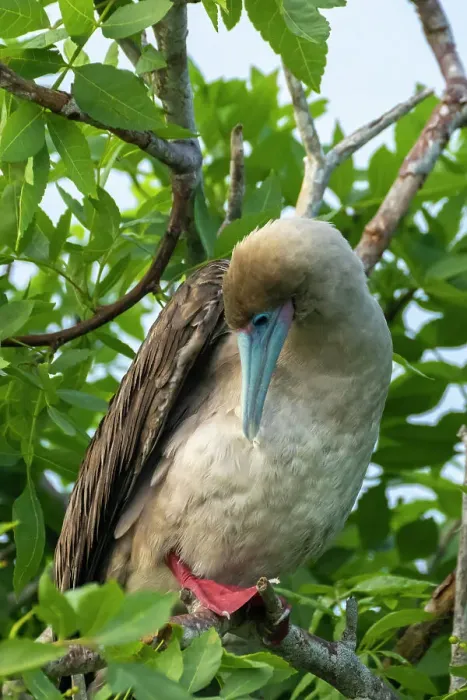 Framed Print : Ecuador, Galapagos National Park, Genovesa Island. Red-footed booby preening in tree Framed Print : Ecuador, Galapagos National Park, Genovesa Island. Red-footed booby preening in tree