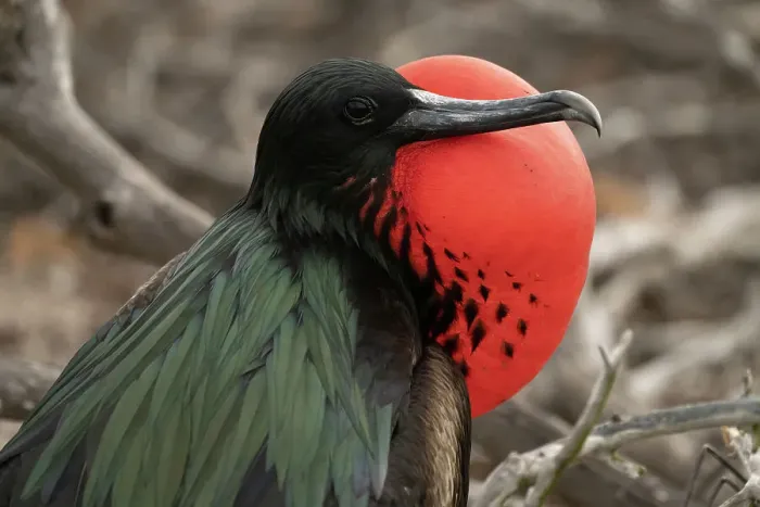 Framed Print : Ecuador, Galapagos National Park, Genovesa Island. Frigatebird male displaying Framed Print : Ecuador, Galapagos National Park, Genovesa Island. Frigatebird male displaying