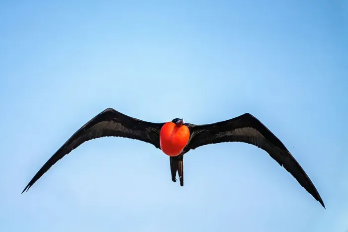 Framed Print : Ecuador, Galapagos National Park, Genovesa Island. Frigatebird male displaying in flight Framed Print : Ecuador, Galapagos National Park, Genovesa Island. Frigatebird male displaying in flight