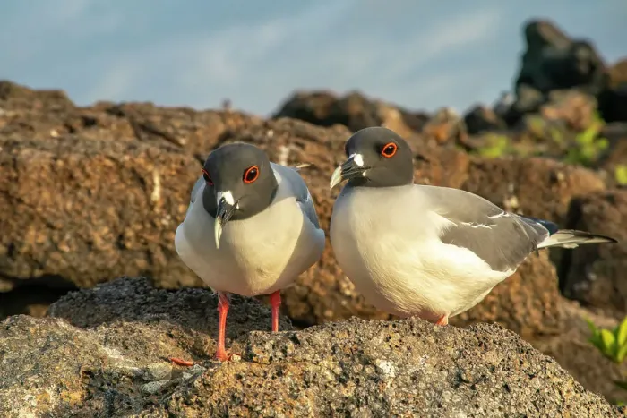 Framed Print : Ecuador, Galapagos National Park, Genovesa Island. Swallow-tailed gull pair close-up Framed Print : Ecuador, Galapagos National Park, Genovesa Island. Swallow-tailed gull pair close-up