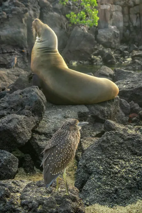 Framed Print : Ecuador, Galapagos National Park, Genovesa Island, Darwin Bay. Yellow-crowned heron and sea lion on rocks Framed Print : Ecuador, Galapagos National Park, Genovesa Island, Darwin Bay. Yellow-crowned heron and sea lion on rocks