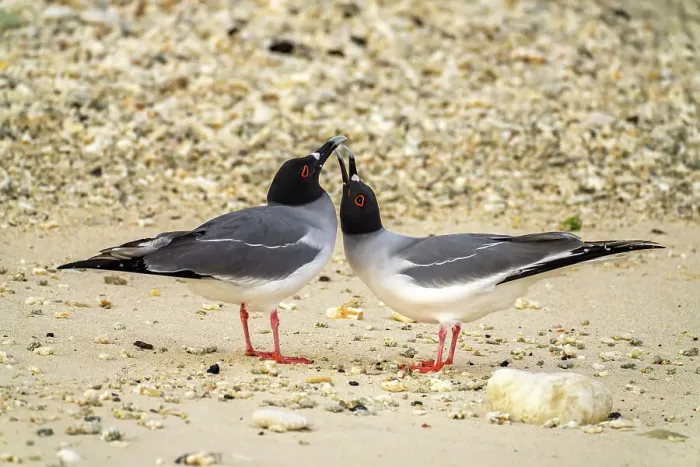 Framed Print : Ecuador, Galapagos National Park, Genovesa Island. Swallow-tailed gull pair courting Framed Print : Ecuador, Galapagos National Park, Genovesa Island. Swallow-tailed gull pair courting