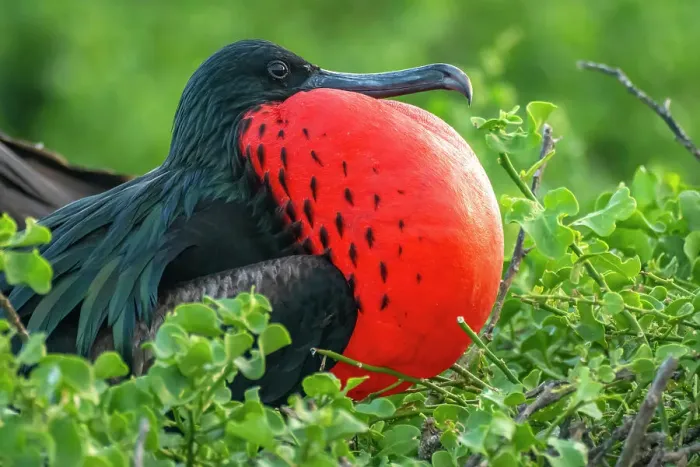 Framed Print : Ecuador, Galapagos National Park, Genovesa Island. Frigatebird male displaying Framed Print : Ecuador, Galapagos National Park, Genovesa Island. Frigatebird male displaying