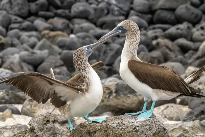 Framed Print : Ecuador, Galapagos National Park, Isla Lobos. Blue-footed booby pair courtship