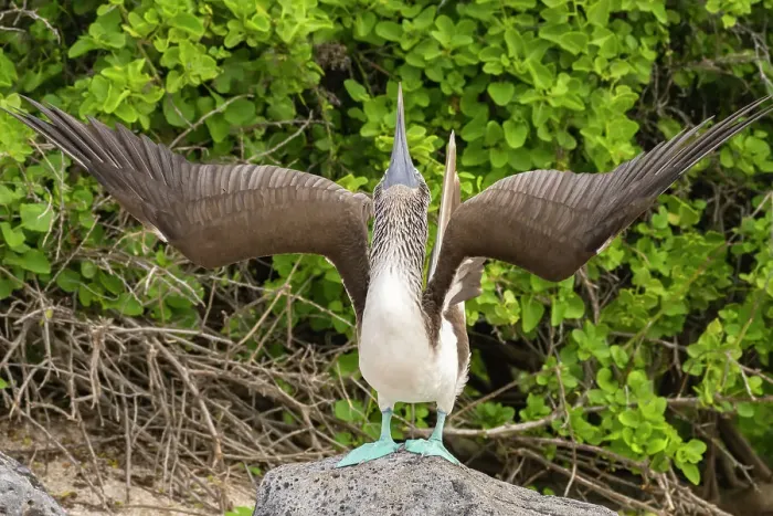 Framed Print : Ecuador, Galapagos National Park, Isla Lobos. Blue-footed booby in sky pointing behavior
