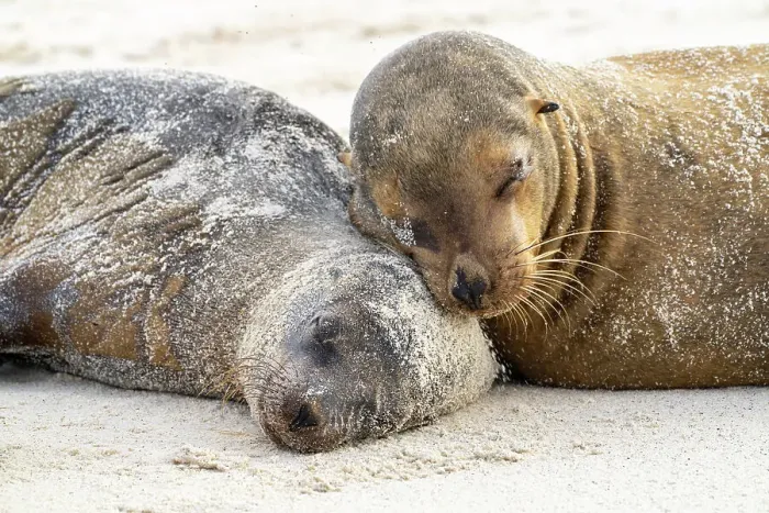 Framed Print : Ecuador, Galapagos National Park, Espanola Island. Sea lions sleeping on beach