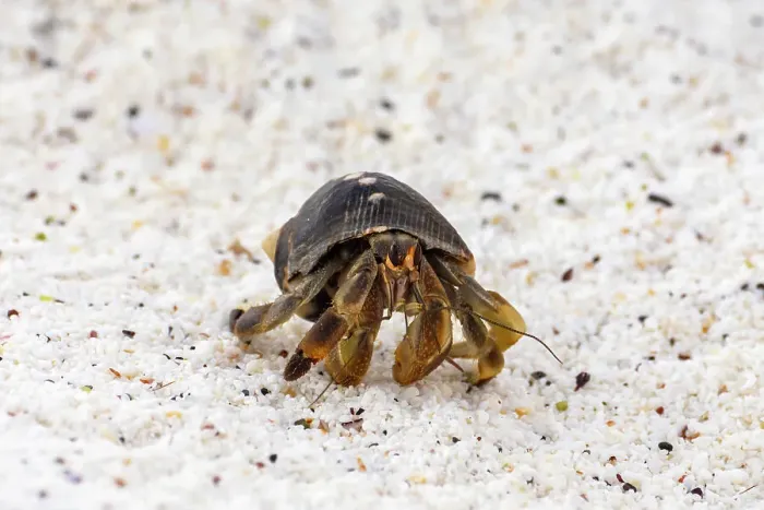 Framed Print : Ecuador, Galapagos National Park, Espanola Island, Gardiner Bay. Hermit crab on beach Framed Print : Ecuador, Galapagos National Park, Espanola Island, Gardiner Bay. Hermit crab on beach