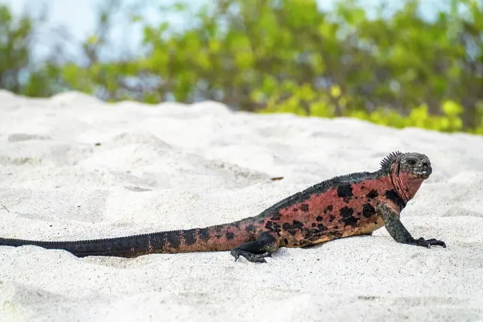 Framed Print : Ecuador, Galapagos National Park, Espanola Island, Gardiner Bay. Marine iguana on beach Framed Print : Ecuador, Galapagos National Park, Espanola Island, Gardiner Bay. Marine iguana on beach