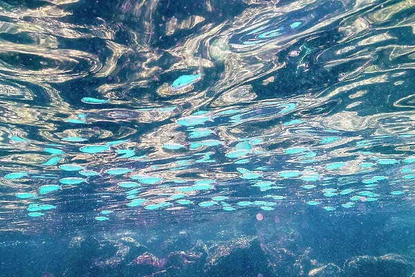 Ecuador, Galapagos National Park, Santa Fe Island. School of anchovies