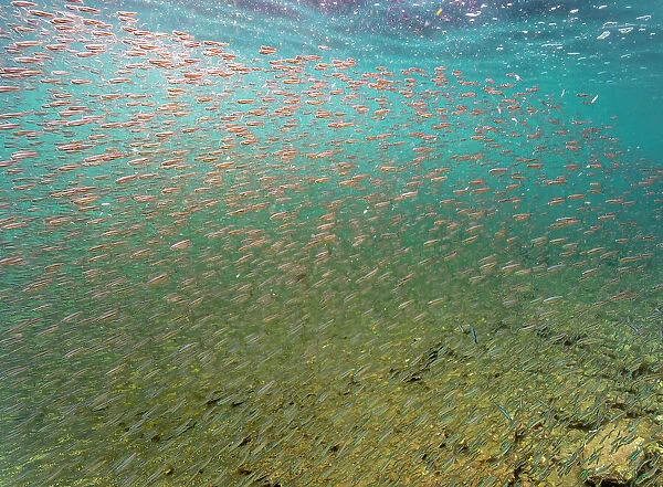 Ecuador, Galapagos National Park, Bartolome Island. School of anchovies