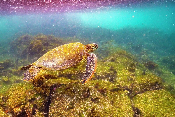 Ecuador, Galapagos National Park, Floreana Island, Post Office Bay. Green sea turtle close-up