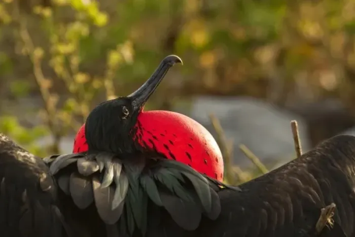 Framed Print : Ecuador, Galapagos National Park, Genovesa Island. Rear view of male frigatebird displaying Framed Print : Ecuador, Galapagos National Park, Genovesa Island. Rear view of male frigatebird displaying