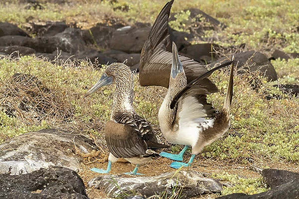 Ecuador, Galapagos National Park, Isla Lobos. Blue-footed booby pair courtship