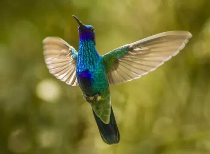Framed Print : Ecuador, Galapagos National Park, Nono. Sparkling violet-ear hummingbird in flight Framed Print : Ecuador, Galapagos National Park, Nono. Sparkling violet-ear hummingbird in flight