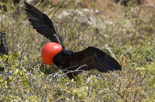 Ecuador, Galapagos, North Seymour. Great Frigatebird (M) with inflated red gular