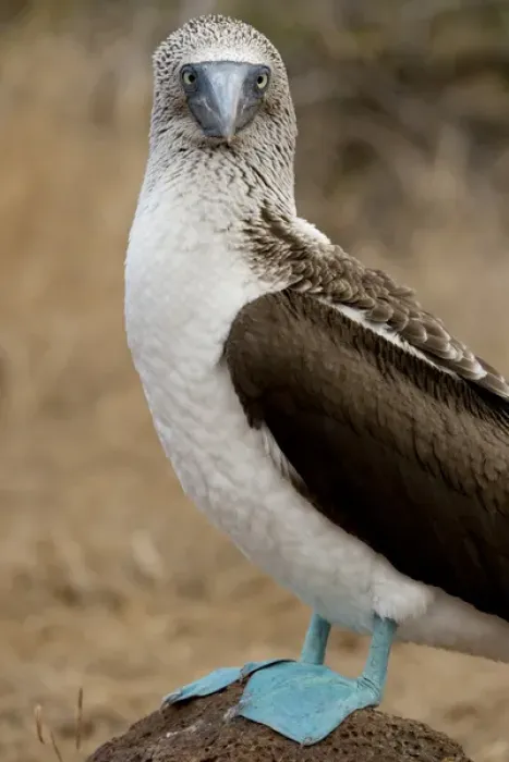Framed Print : Ecuador, Galapagos, North Seymour. Blue-footed booby (WILD: Sula nexbouxii excisa)