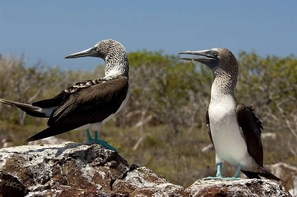 Ecuador, Galapagos, North Seymour. Blue-footed booby (WILD: Sula nebouxii excisa