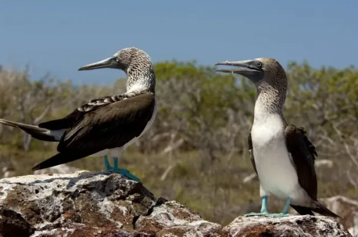 Framed Print : Ecuador, Galapagos, North Seymour. Blue-footed booby (WILD: Sula nebouxii excisa Framed Print : Ecuador, Galapagos, North Seymour. Blue-footed booby (WILD: Sula nebouxii excisa